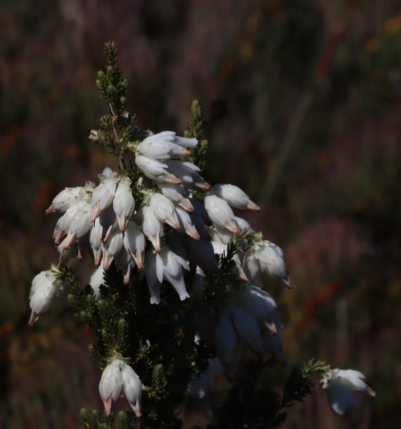 Erica monsoniana var. monsoniana photo 2