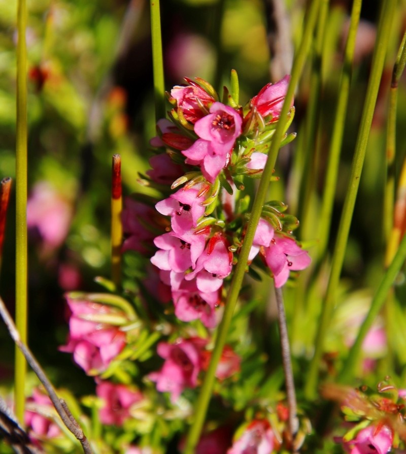 Erica notoporina