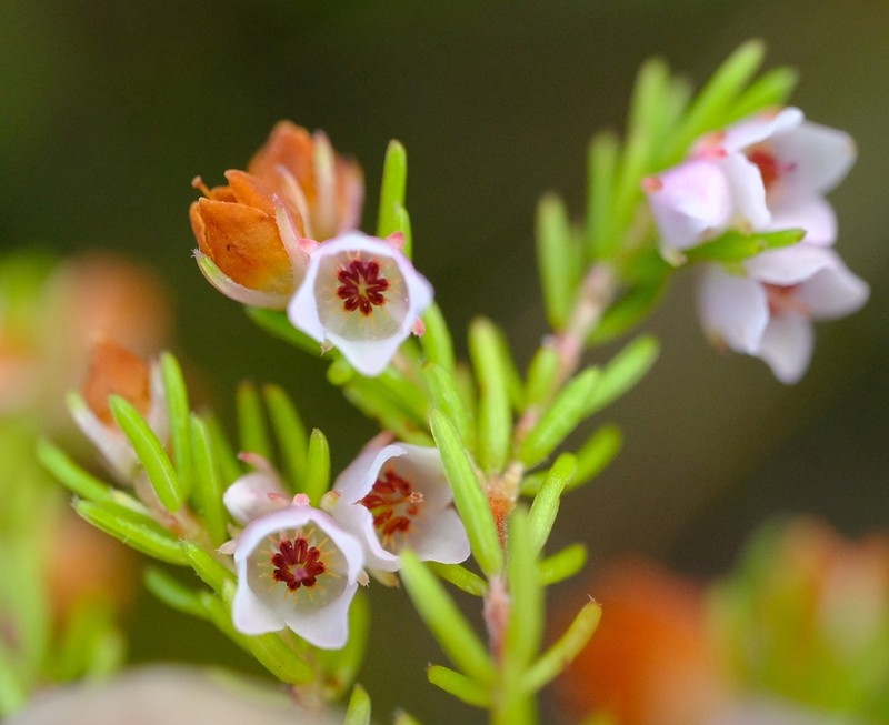 Erica notoporina photo 2