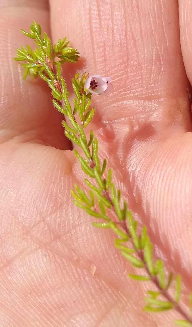 Erica notoporina photo 3