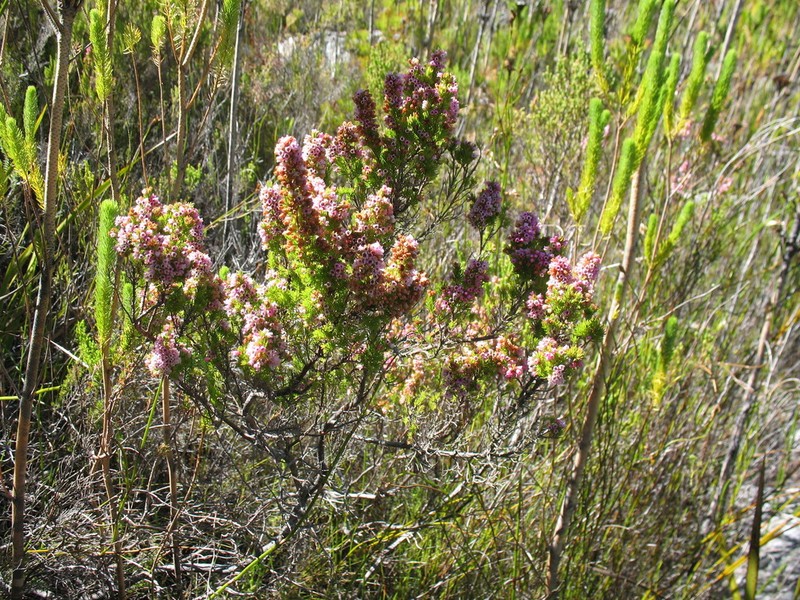 Erica notoporina photo 4