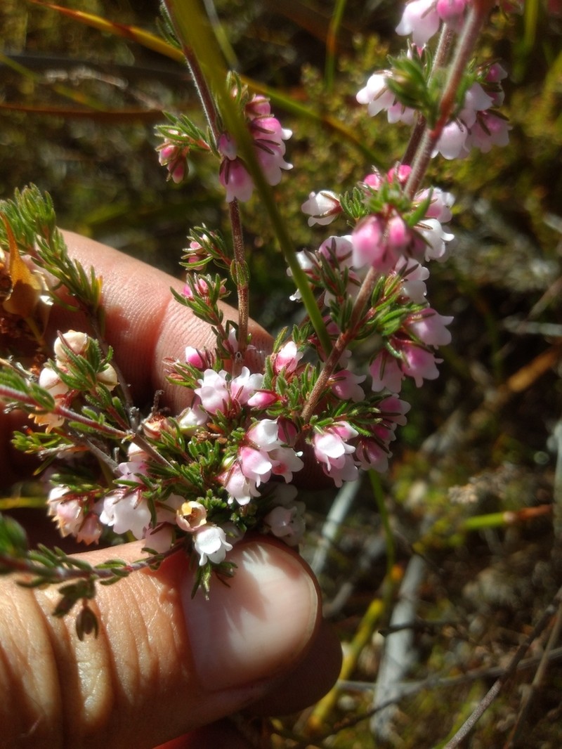 Erica notoporina photo 5