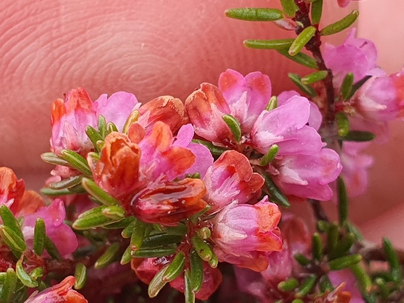 Erica notoporina photo 6