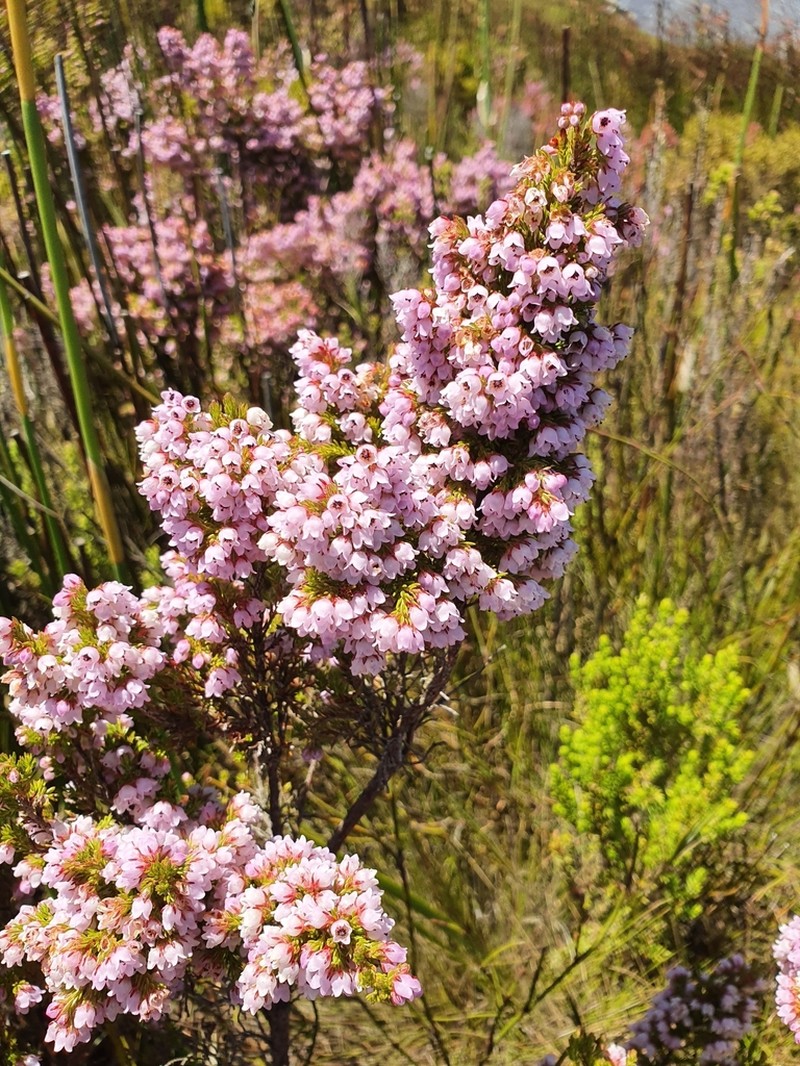 Erica notoporina photo 8