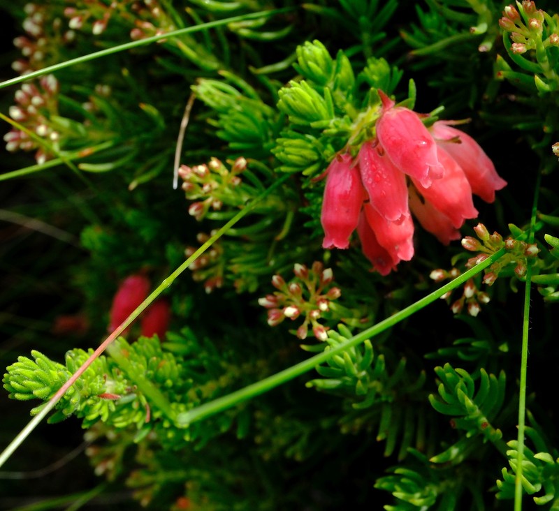 Erica oatesii var. oatesii
