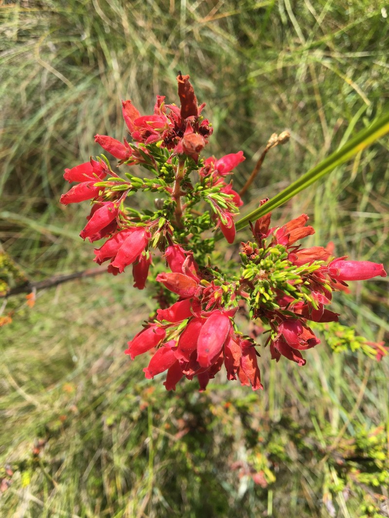 Erica oatesii var. oatesii photo 2