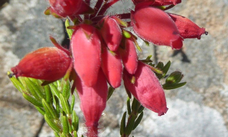 Erica oatesii var. oatesii photo 3
