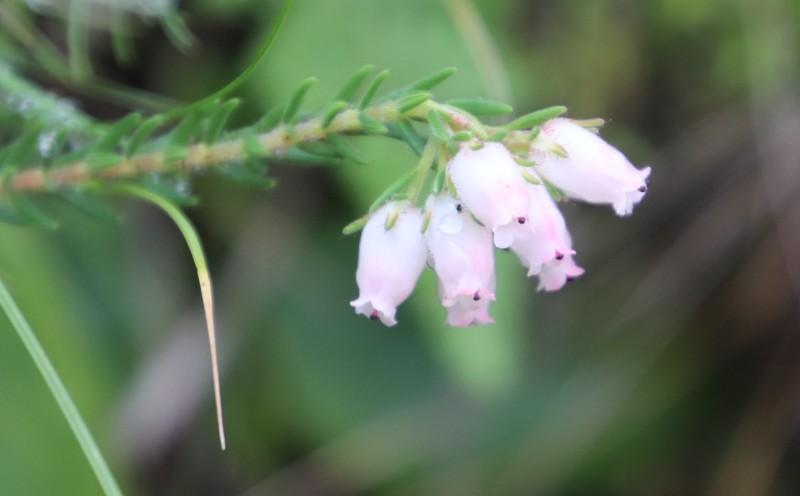 Erica oatesii var. oatesii photo 4