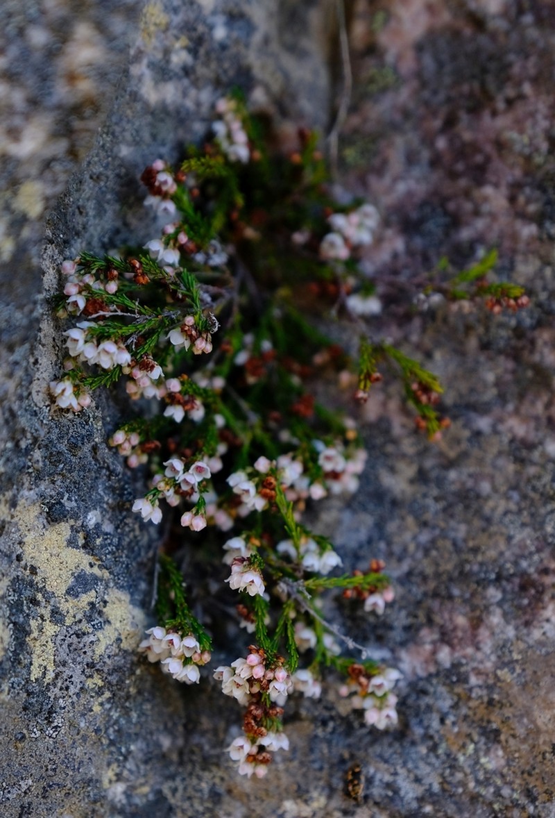 Erica oliveranthus