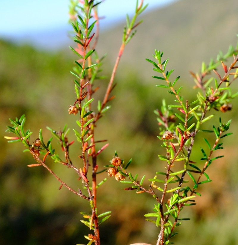 Erica oliveranthus photo 2
