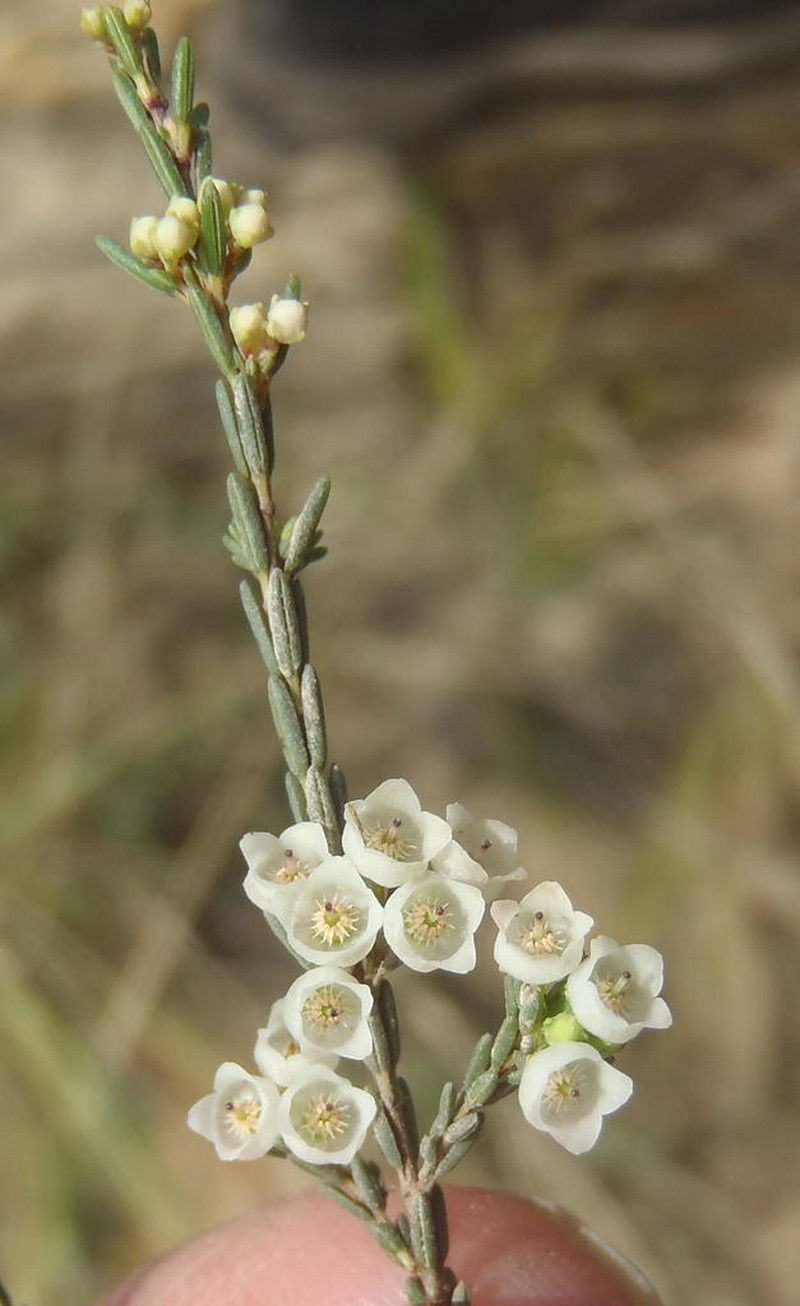 Erica oliveranthus photo 3
