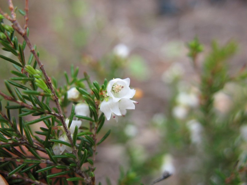 Erica oliveranthus photo 4