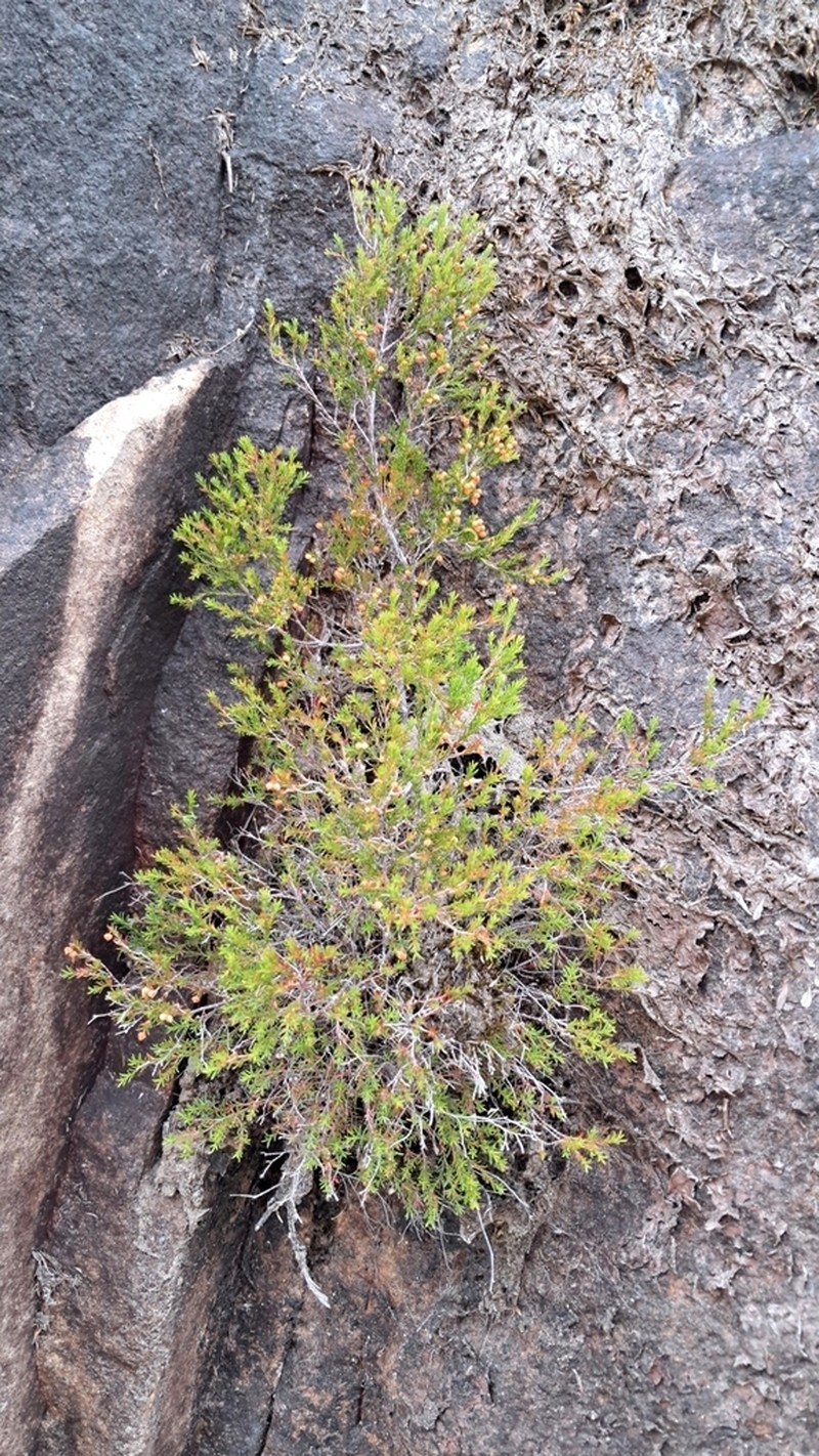Erica oliveranthus photo 5