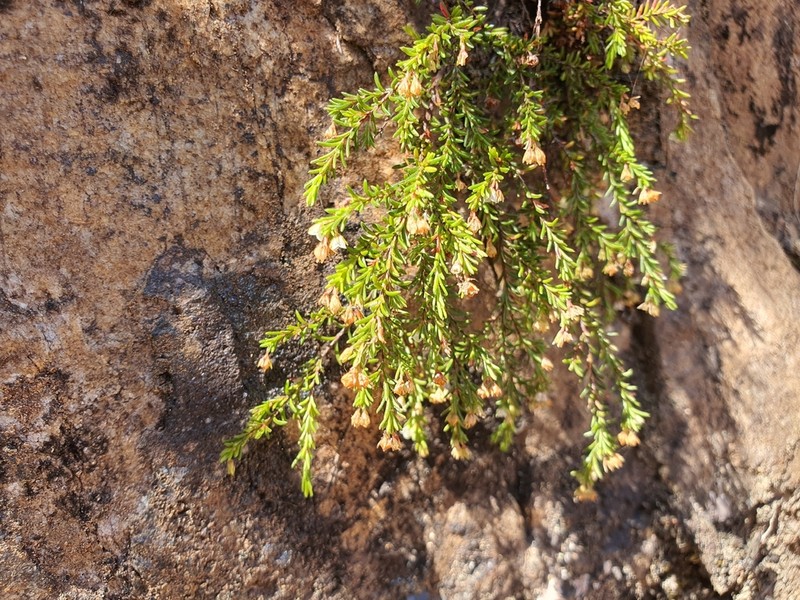 Erica oliveranthus photo 6