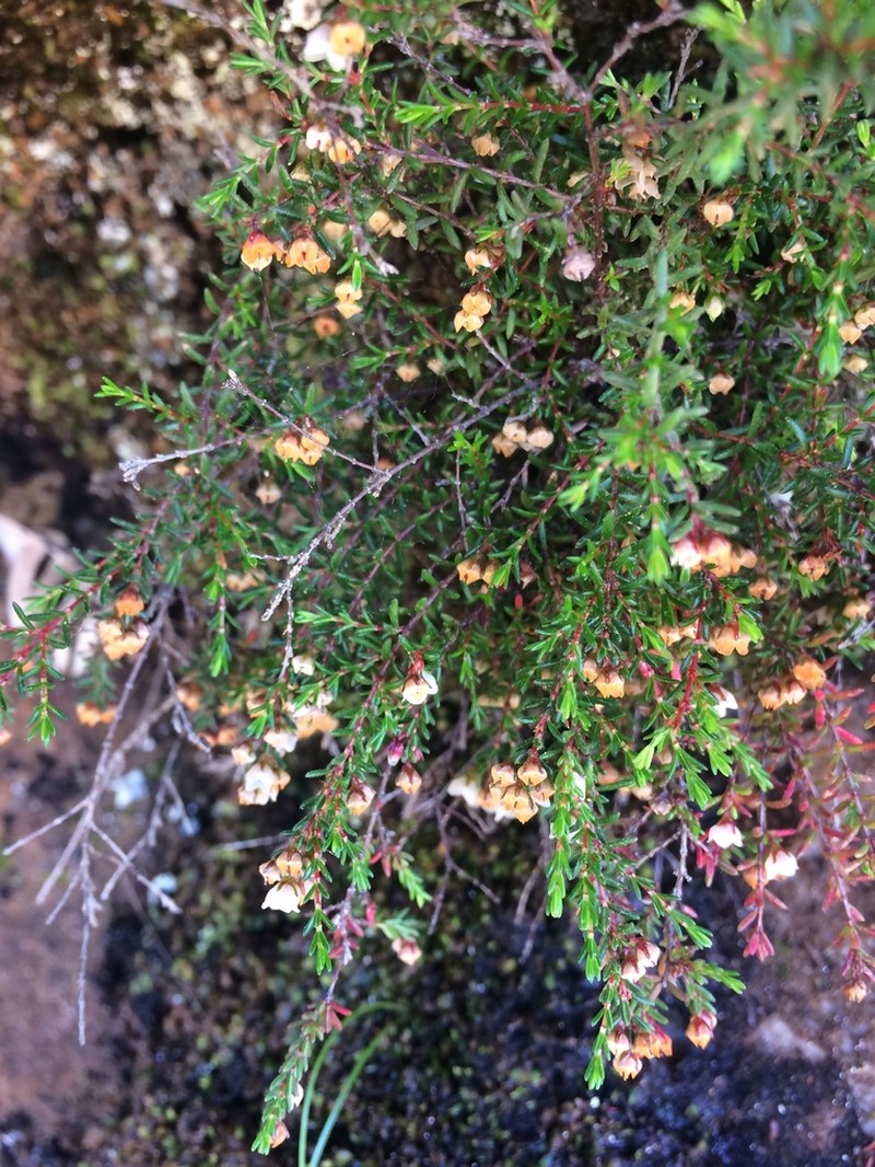 Erica oliveranthus photo 7