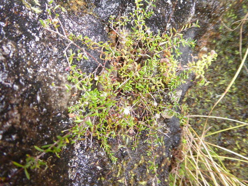 Erica oliveranthus photo 8