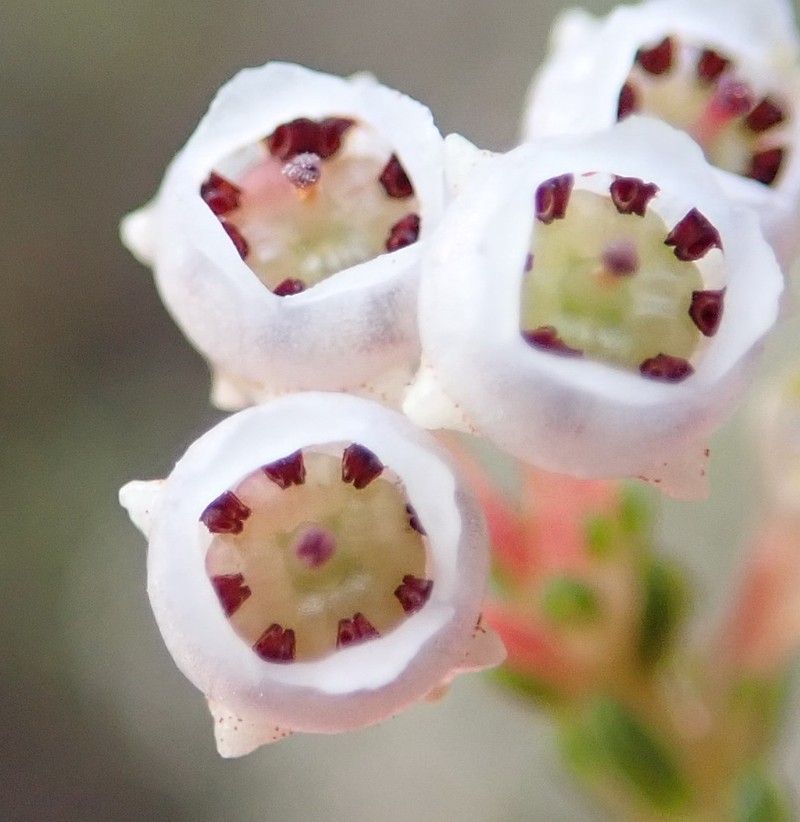 Erica oraria