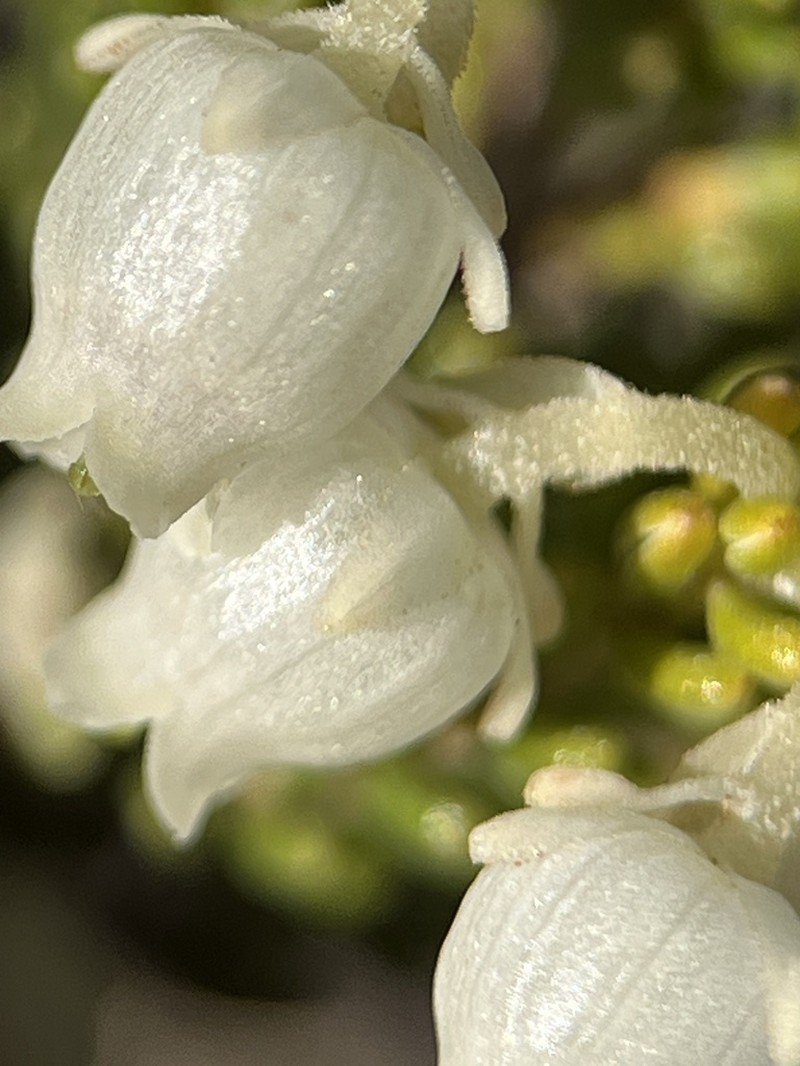 Erica oraria photo 2