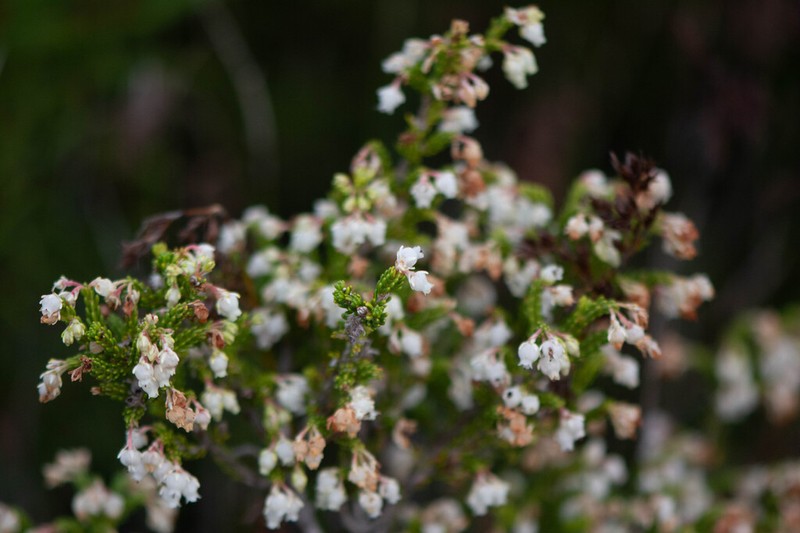 Erica oraria photo 3