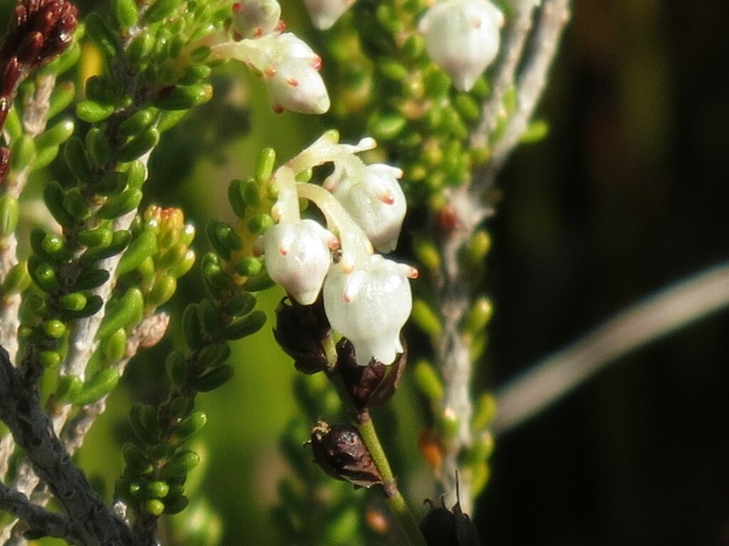 Erica oraria photo 4