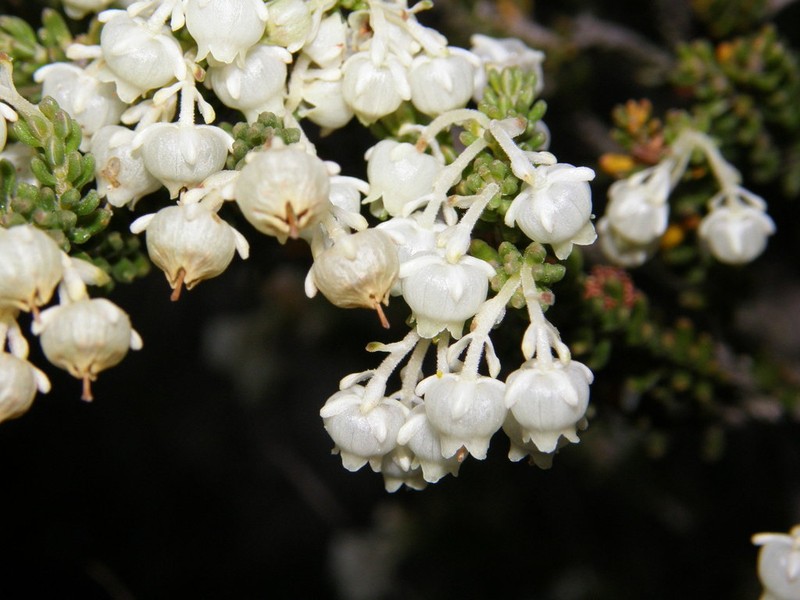 Erica oraria photo 5