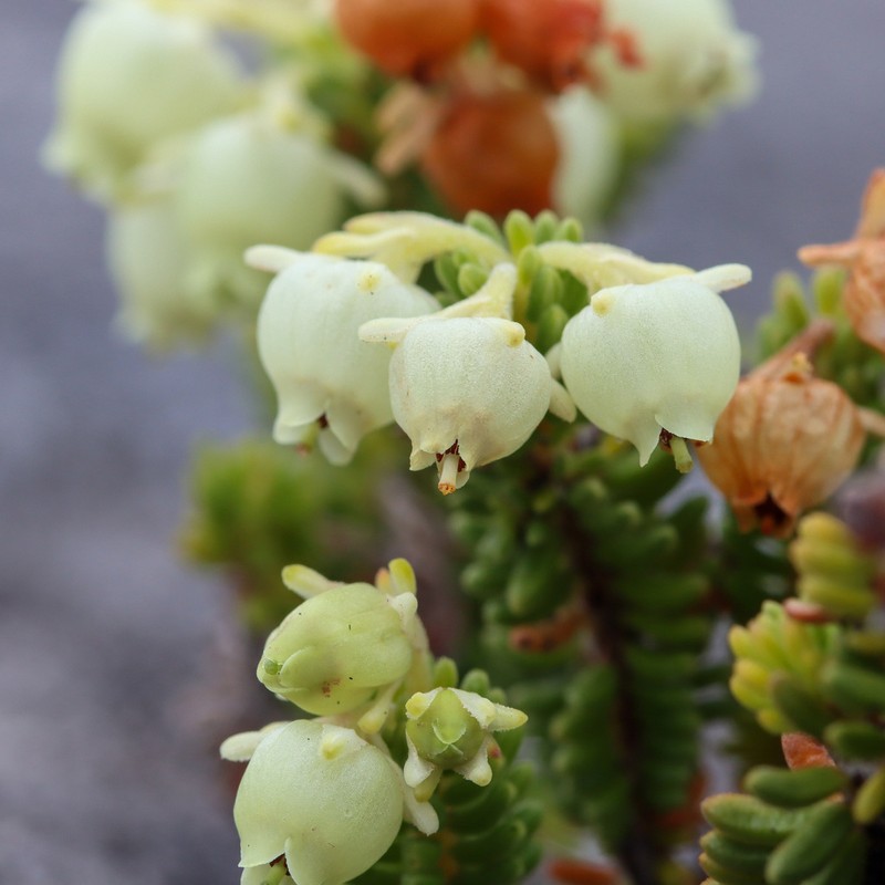 Erica oraria photo 8