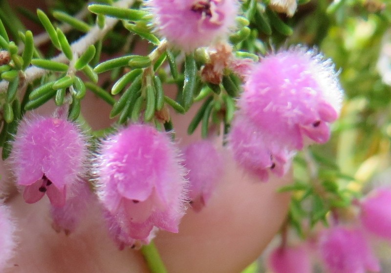 Erica ovina var. ovina