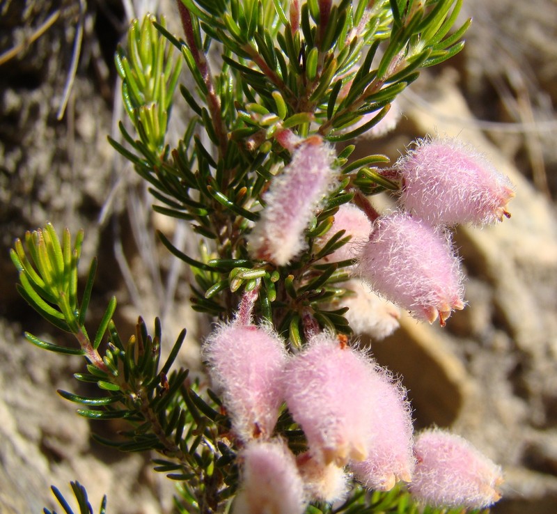Erica ovina var. ovina photo 2