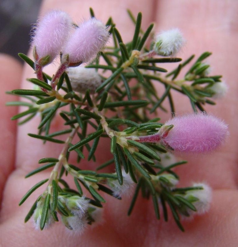 Erica ovina var. ovina photo 3