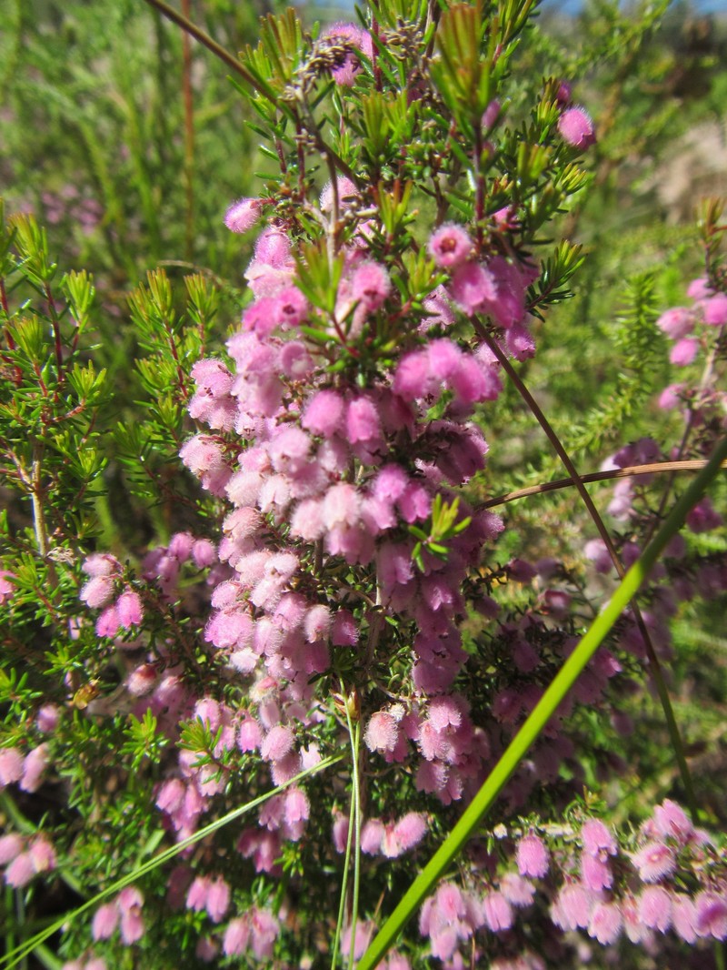 Erica ovina var. ovina photo 4
