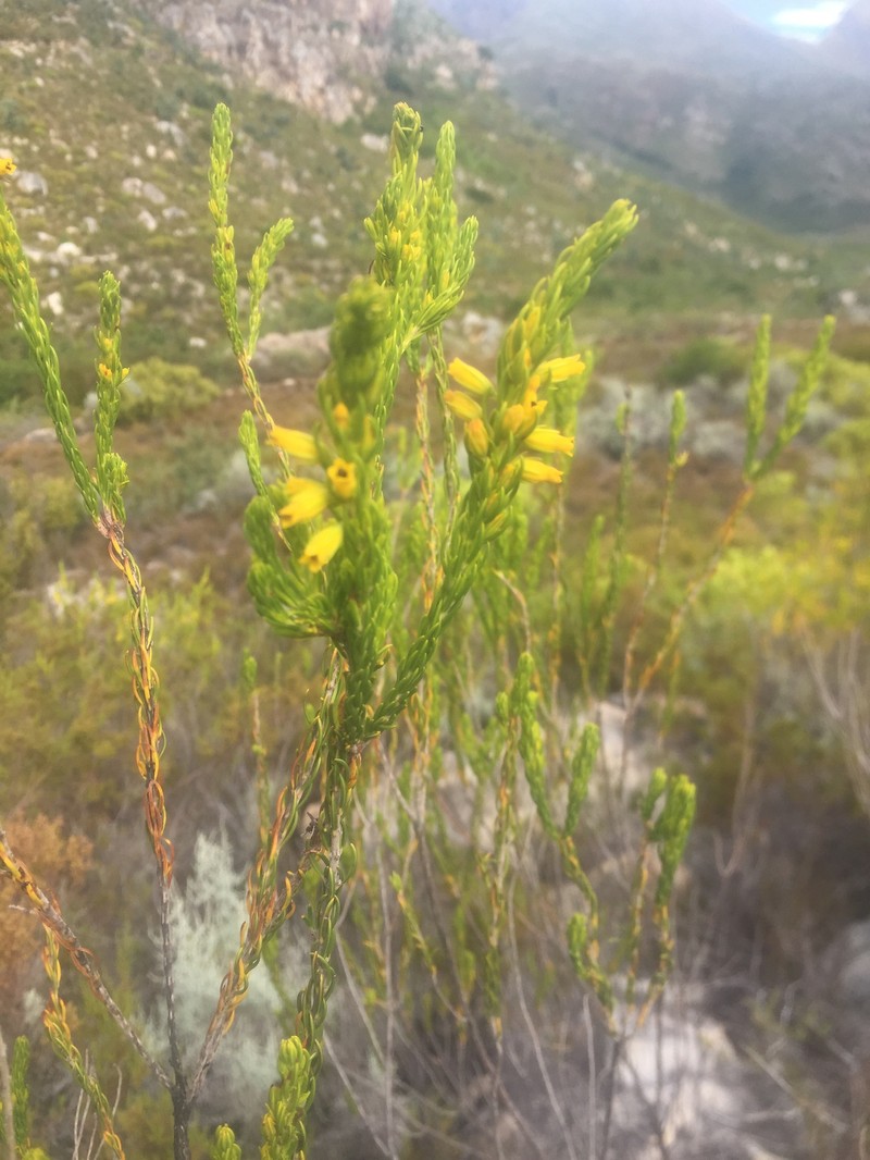 Erica parilis var. parilis photo 2