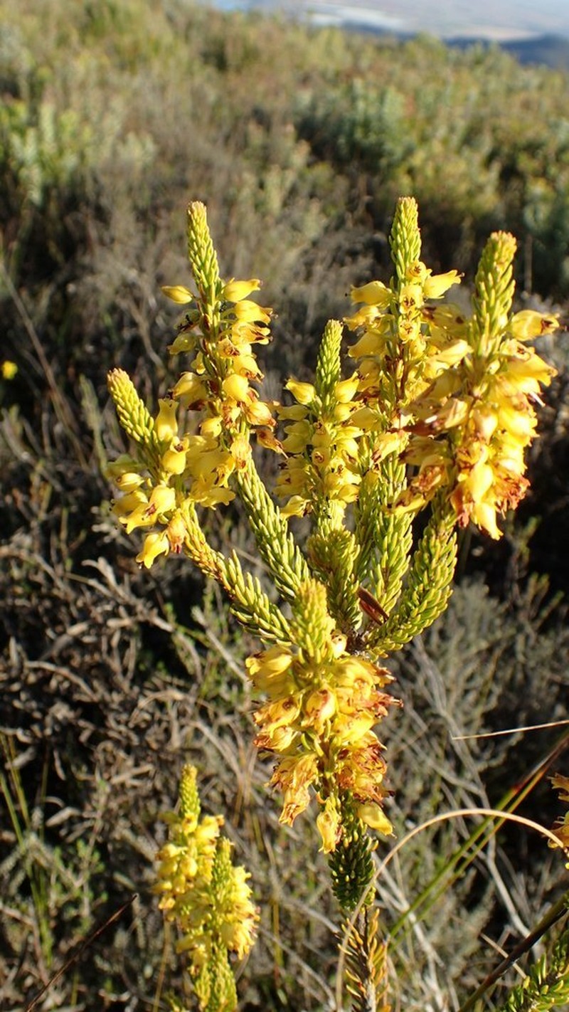 Erica parilis var. parilis photo 3