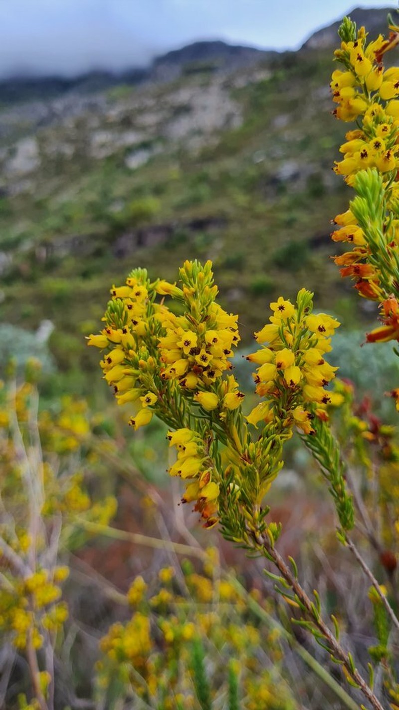 Erica parilis var. parilis photo 4