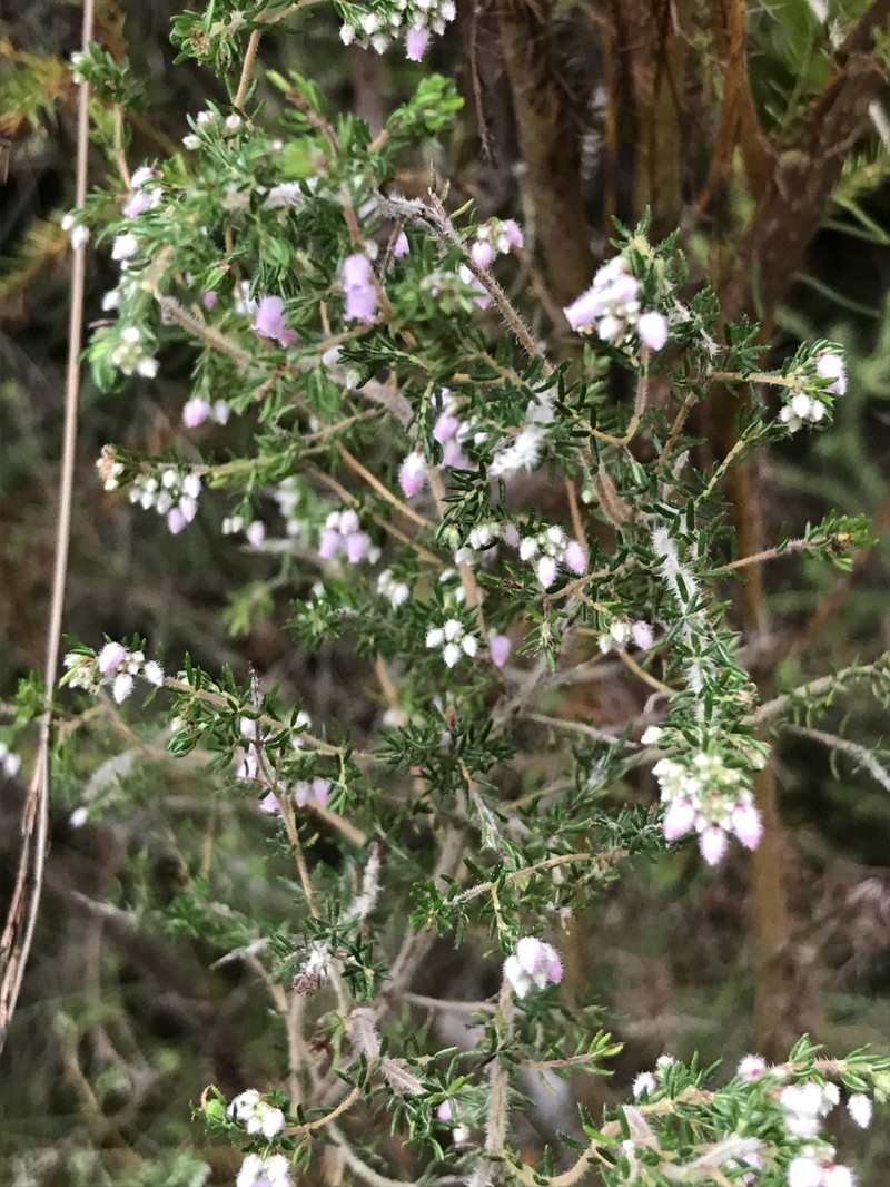 Erica parviflora var. parviflora
