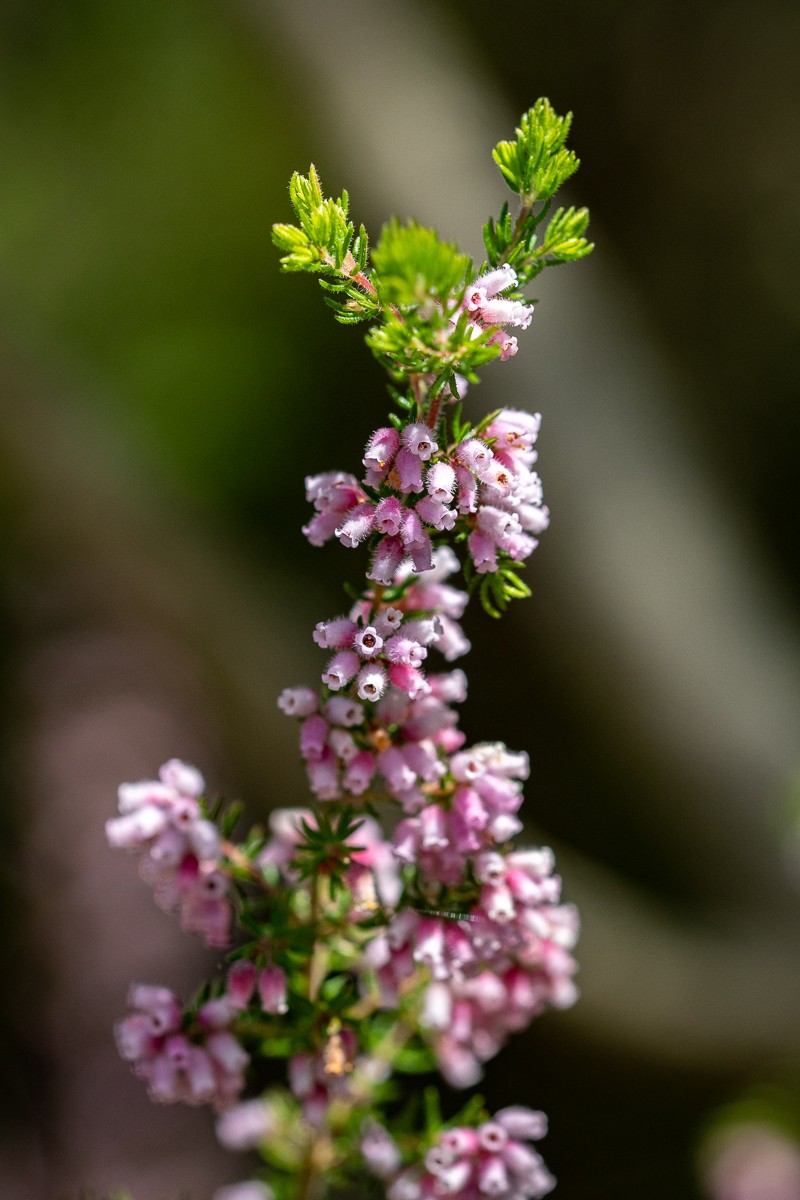 Erica parviflora var. parviflora photo 2