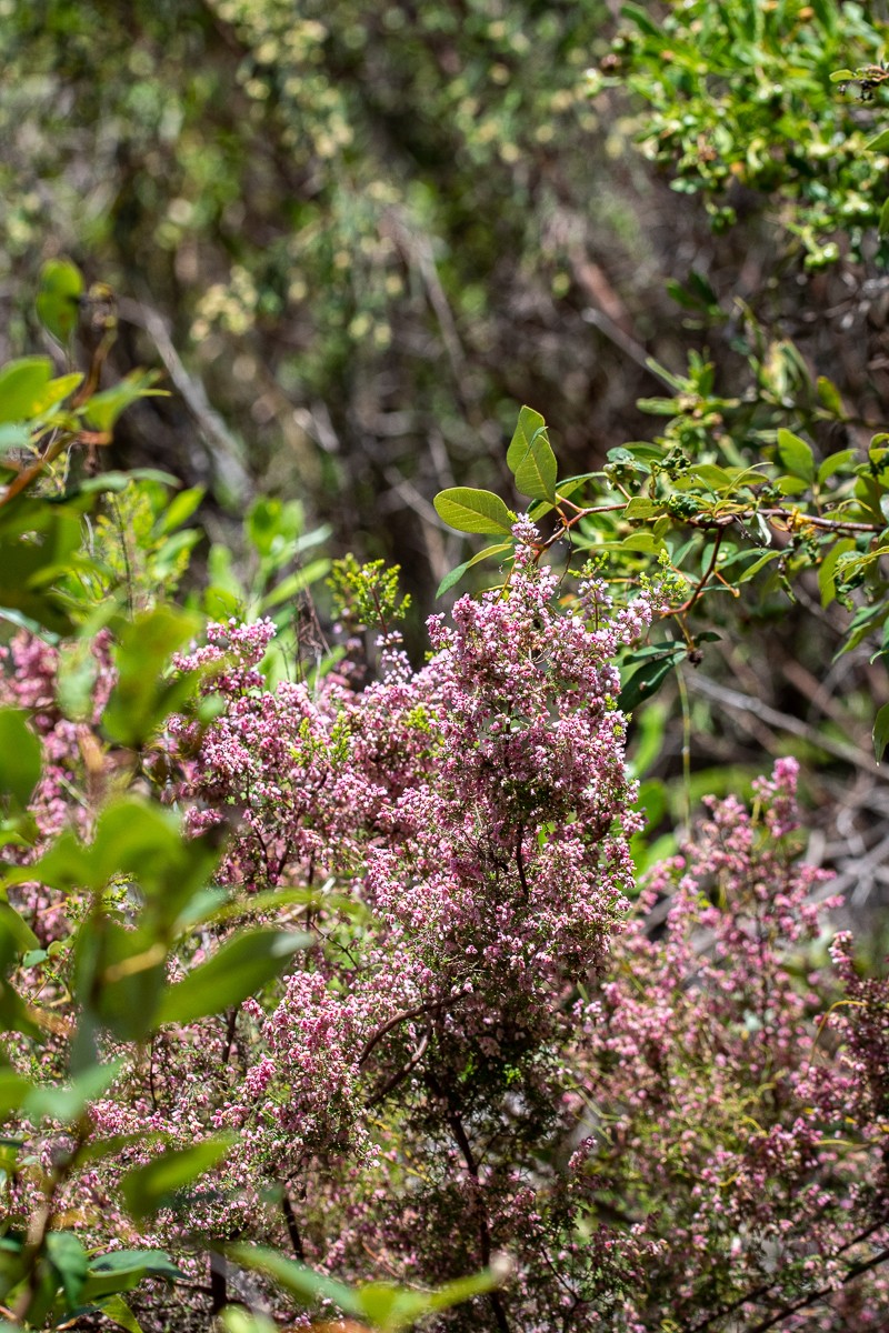 Erica parviflora var. parviflora photo 3