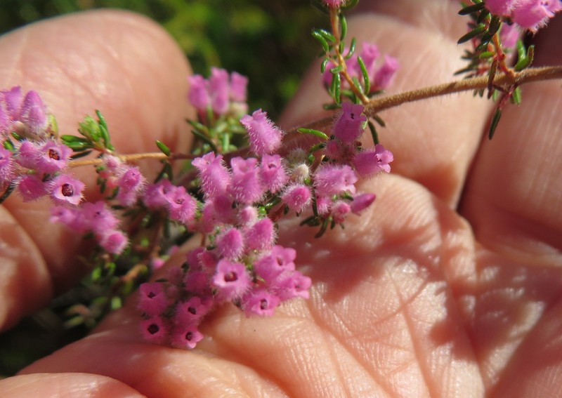 Erica parviflora var. parviflora photo 4