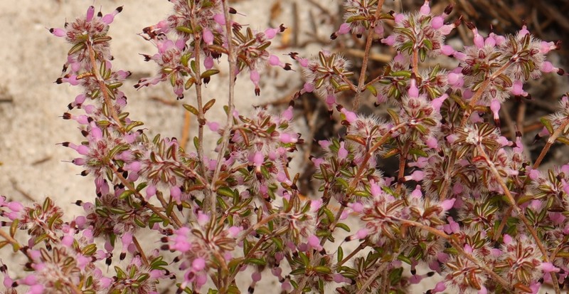 Erica paucifolia subsp. paucifolia