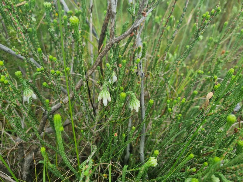 Erica pectinifolia var. pectinifolia