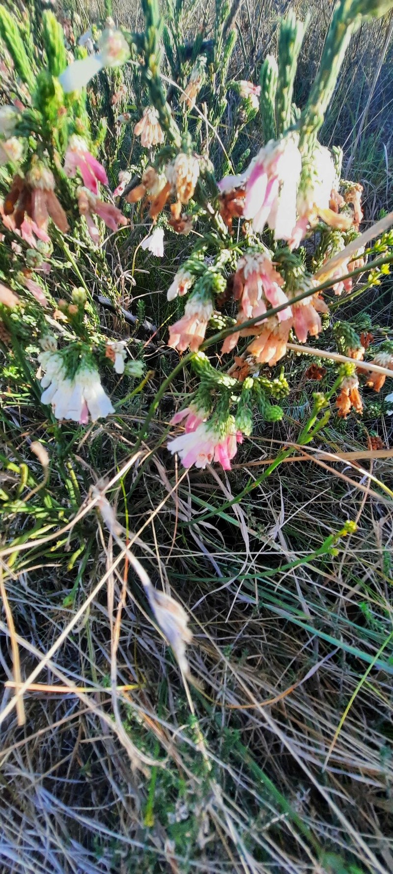 Erica pectinifolia var. pectinifolia photo 2