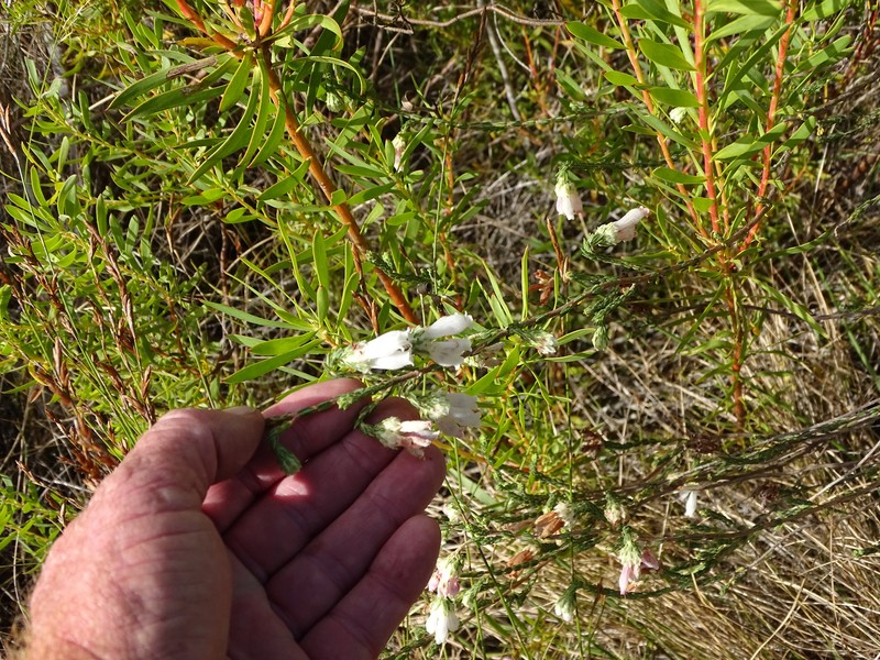 Erica pectinifolia var. pectinifolia photo 3