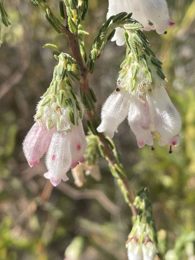 Erica pectinifolia var. pectinifolia photo 4