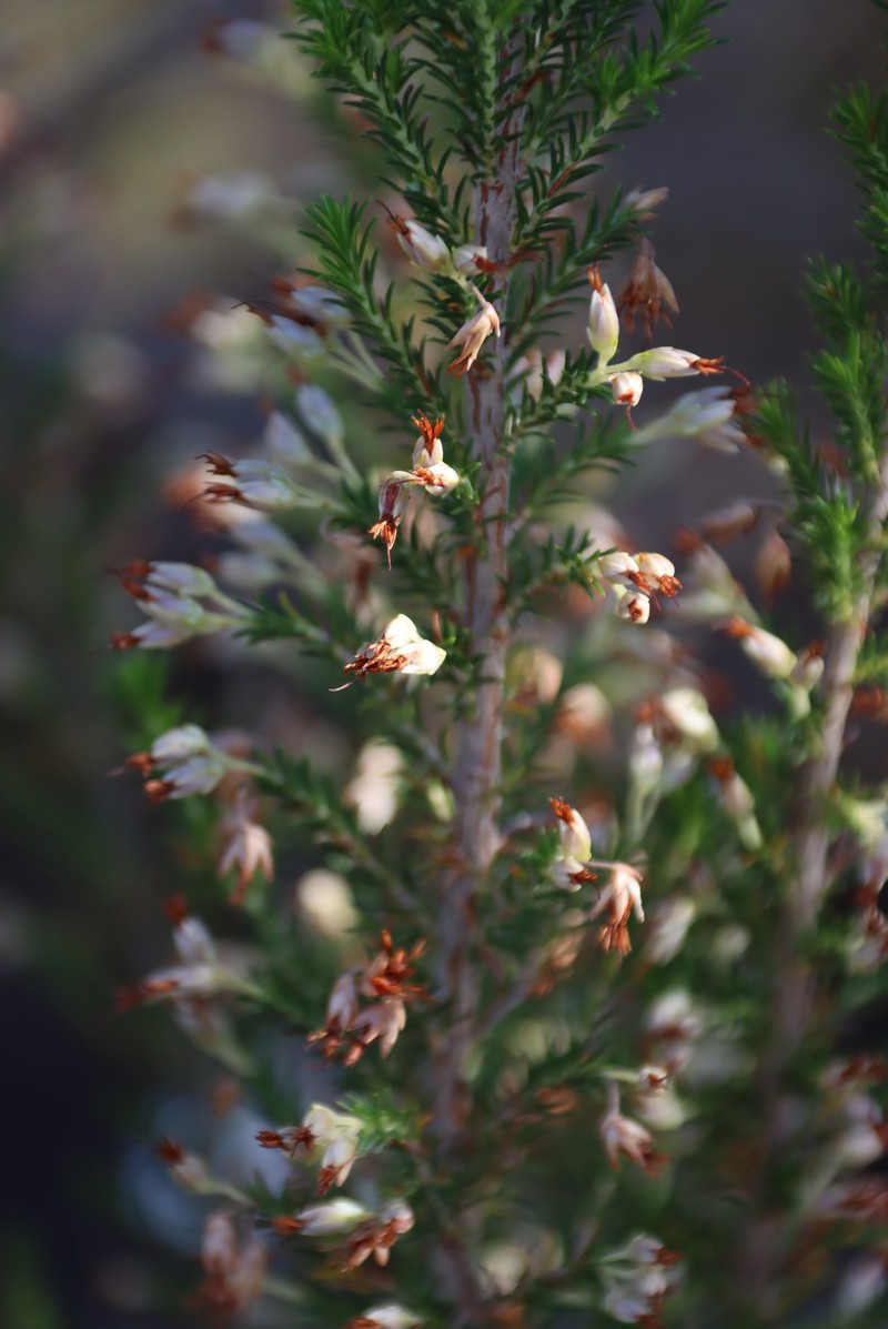 Erica penicilliformis var. penicilliformis