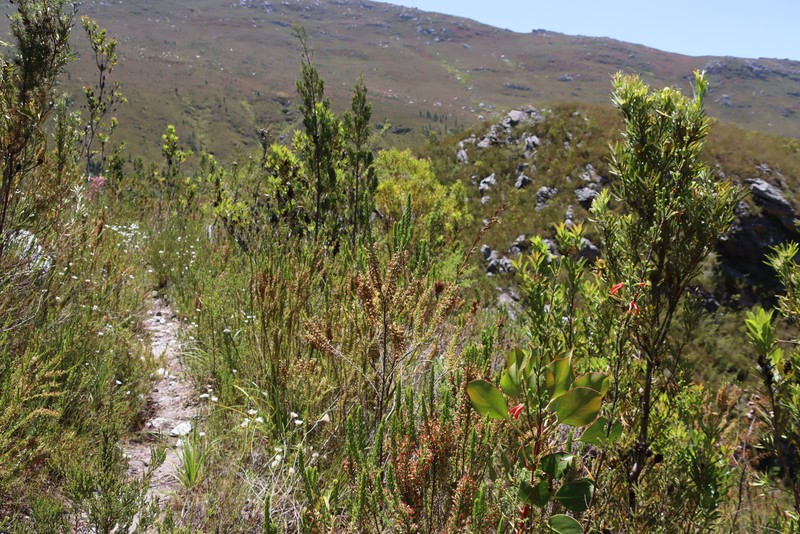 Erica penicilliformis var. penicilliformis photo 2