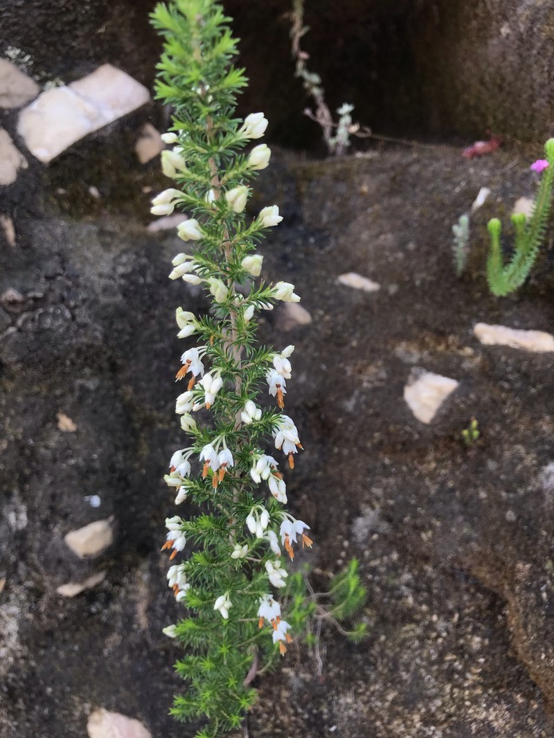 Erica penicilliformis var. penicilliformis photo 3