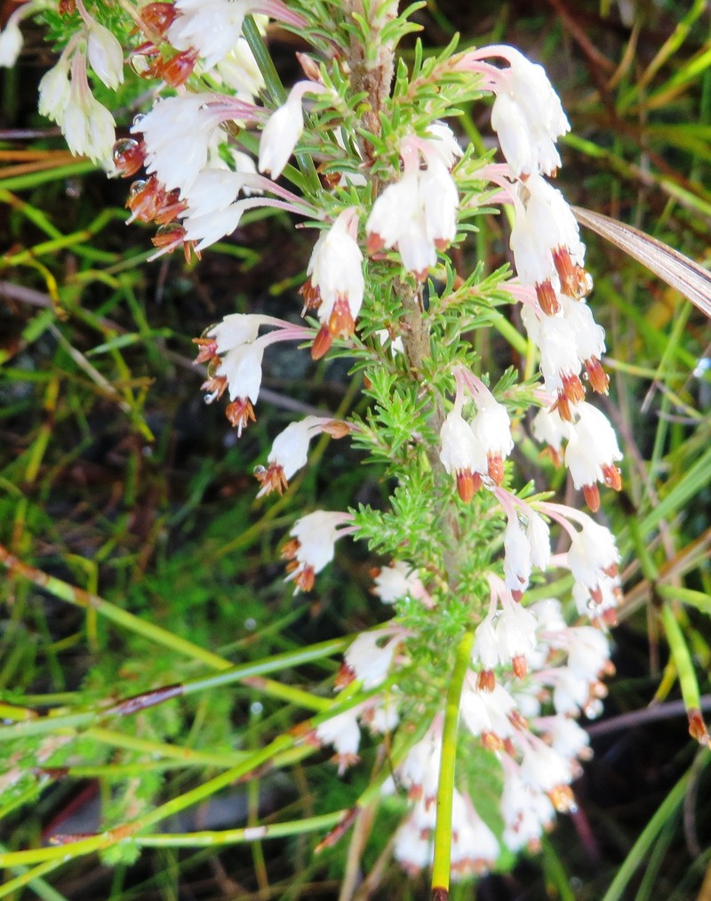 Erica penicilliformis var. penicilliformis photo 4