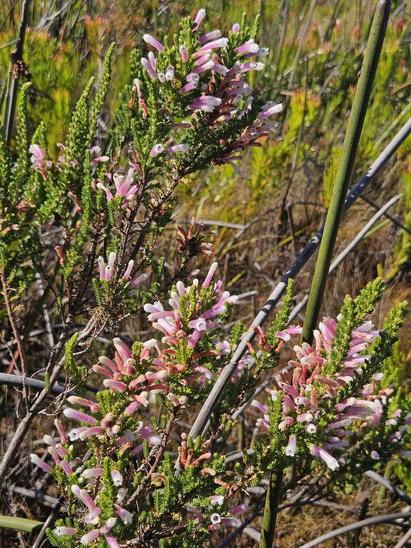 Erica perspicua subsp. perspicua