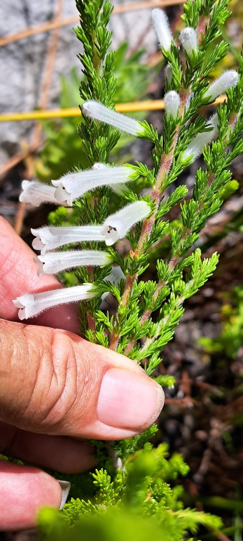 Erica perspicua subsp. perspicua photo 2