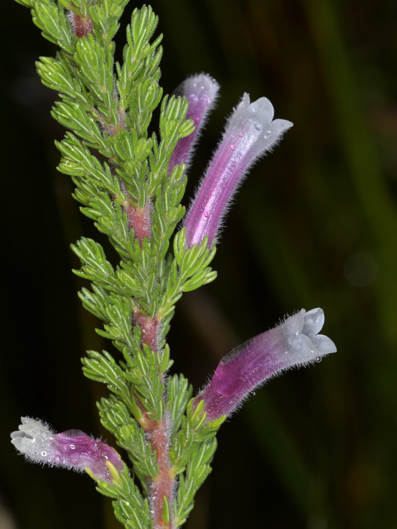 Erica perspicua subsp. perspicua photo 3