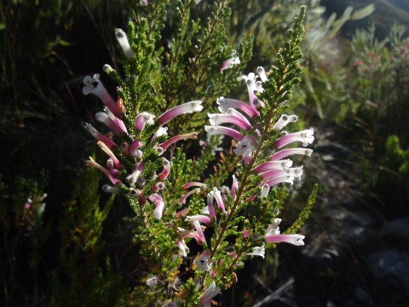 Erica perspicua subsp. perspicua photo 4
